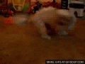 dog-chasing-tail_o_GIFSoup.com.gif