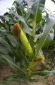 corn-plant.jpg