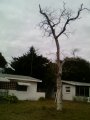 treedead 001.jpg