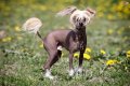 naked dog.jpg naked dog.jpg