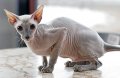 naked cat.jpg naked cat.jpg