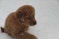 Charlotte Snow.png