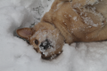 Biscuit Snow.png