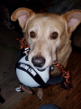 Biscuit Harley 1.png