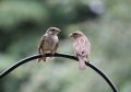 CP IMG_7403.jpg