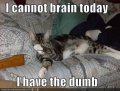 cat-brain.jpg