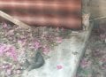 IMG-20170417-WA0004.jpg
