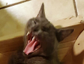 upload_2017-6-22_0-20-43.png