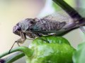 cicada 800 IMG_3118.jpg