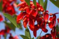 Día-de-la-Flor-Nacional-El-Ceibo.jpg