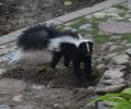 20170819 Skunk.jpg
