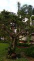 IMG_20170911_082531.jpg