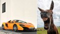 _98041686_donkey.jpg