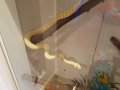 snake.jpg snake.jpg