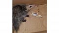 drunk_opossumweb_jpg_size-custom-crop_1086x0.jpg