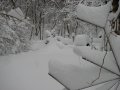 backyard.jpg