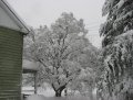 frontyard.jpg