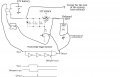 66b660bd-2c53-4ac3-8787-f69bcd0a8e9d (1).jpeg