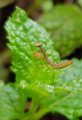 IMG-20180421-WA0012.jpg