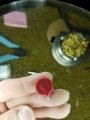 Capacitor.jpg