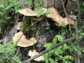 IMG_0130.jpg