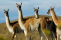 campo-2543076w620_1000_750.jpg campo-2543076w620_1000_750.jpg