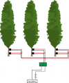Trees2.png