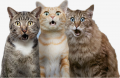 cat.png