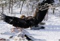 Eagle-Fox1.JPG