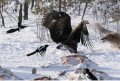 Eagle-Fox2.JPG