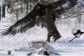 Eagle-Fox4.JPG