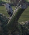 heron2.jpg