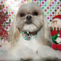 Cassi Christmas 2017.jpg