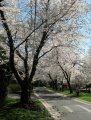 s IMG_4094r.jpg