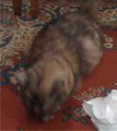 Kitty.jpg