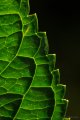 _5D_1720.jpg