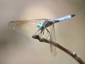 DFly IMG_0187c.jpg