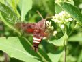 moth_IMG_7035cr.jpg