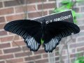SB IMG_4966r.jpg