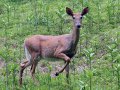 IMG_8887r.jpg