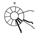 toroid_link.png