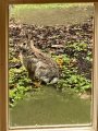 IMG_6236.jpeg IMG_6236.jpeg