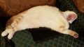 upload_2019-5-19_9-51-22.png