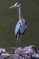 Y7D_5174.jpg