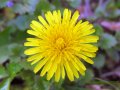 dandy lionIMG_4200.jpg dandy lionIMG_4200.jpg