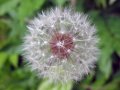 dandy lion 2IMG_4651.jpg dandy lion 2IMG_4651.jpg