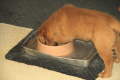 Charlotte Water Bowl 1.png