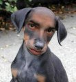 wierd dog.jpg