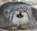 pallas_cat_faces_t.jpg