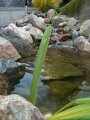 pond_pic_1.jpg